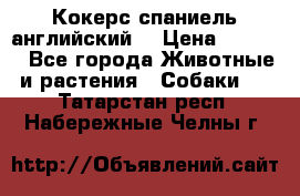 Кокерс спаниель английский  › Цена ­ 4 500 - Все города Животные и растения » Собаки   . Татарстан респ.,Набережные Челны г.